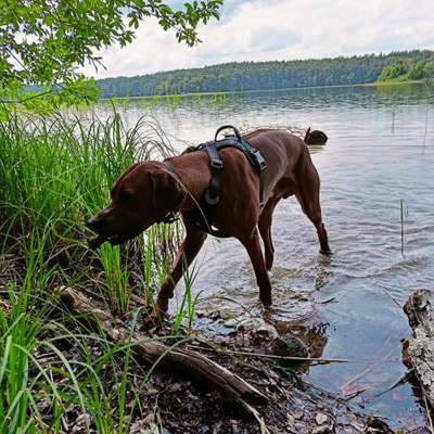 Hundetreffen-Treffen mit Jasho-Bild