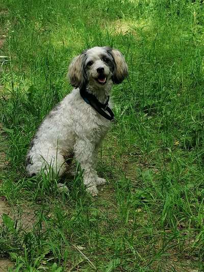 Die Dogorama Kalender Challenge Titelbild-Beitrag-Bild