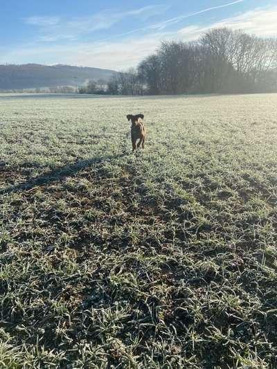 Rhodesian Ridgeback-Beitrag-Bild