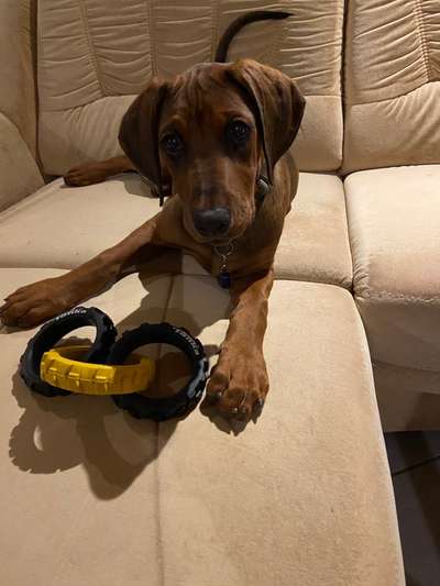 Rhodesian Ridgeback-Beitrag-Bild