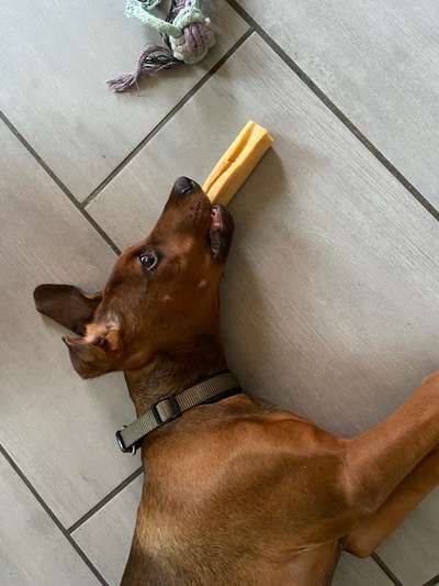 Rhodesian Ridgeback-Beitrag-Bild