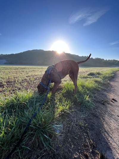 Rhodesian Ridgeback-Beitrag-Bild