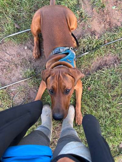 Rhodesian Ridgeback-Beitrag-Bild