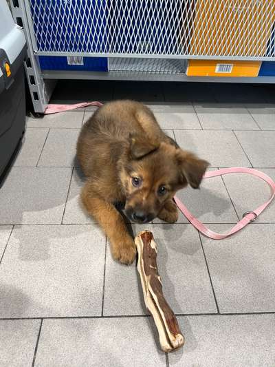 Mischlinge raten - Rätselspaß-Beitrag-Bild