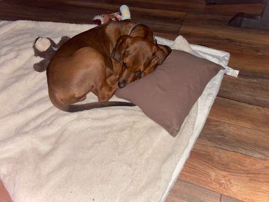 Rhodesian Ridgeback-Beitrag-Bild