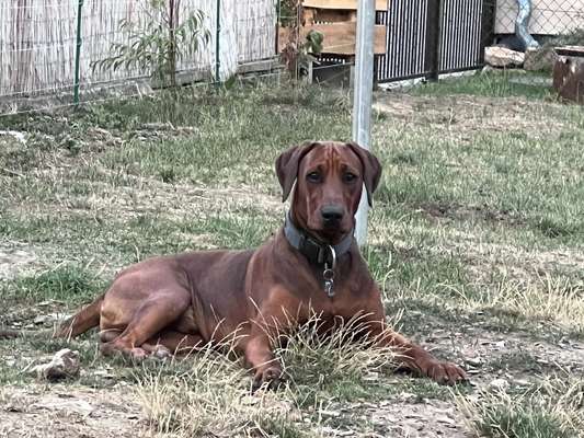 Mischlinge raten - Rätselspaß-Beitrag-Bild