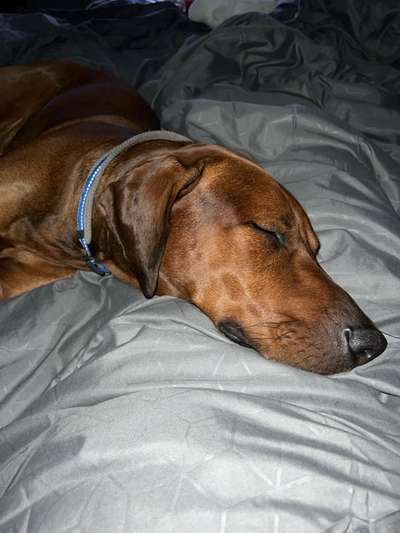 Darf der Hund bei Euch im Bett schlafen?-Beitrag-Bild