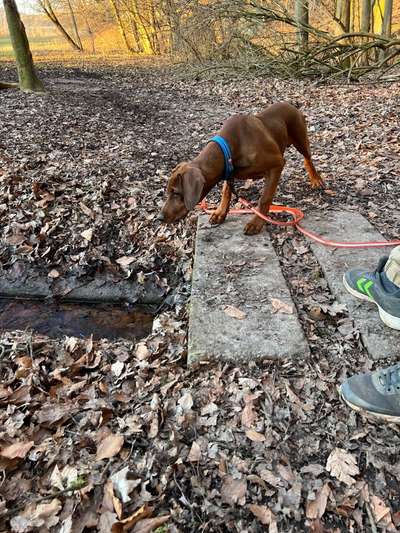 Mischlinge raten - Rätselspaß-Beitrag-Bild