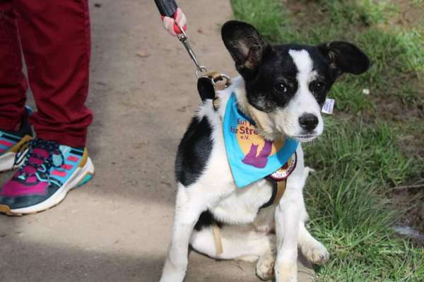 Welpen Bilder !-Beitrag-Bild