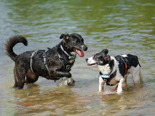 Hundetreffen-Social Walk & Spielen-Bild