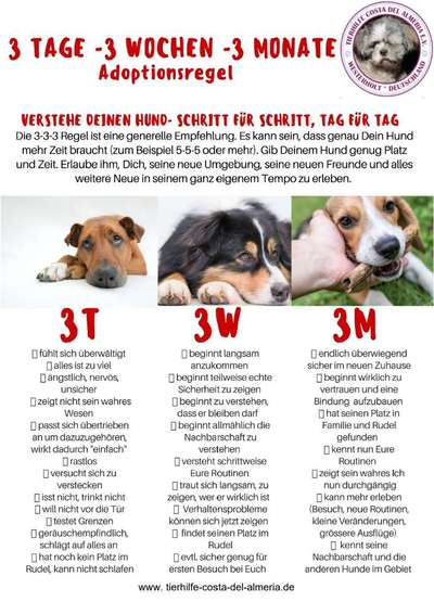 Tierschutzhündin, lässt sich nicht auf Übungen ein-Beitrag-Bild