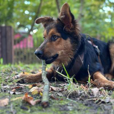 Hundetreffen-Hundebegegnungen üben