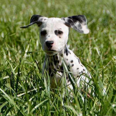 Die Dogorama Monats Challenge "Es grünt und blüht"-Beitrag-Bild