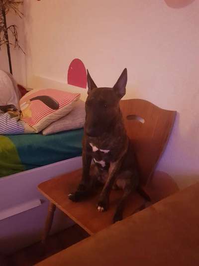 Miniatur Bull Terrier-Beitrag-Bild