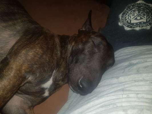 Miniatur Bull Terrier-Beitrag-Bild