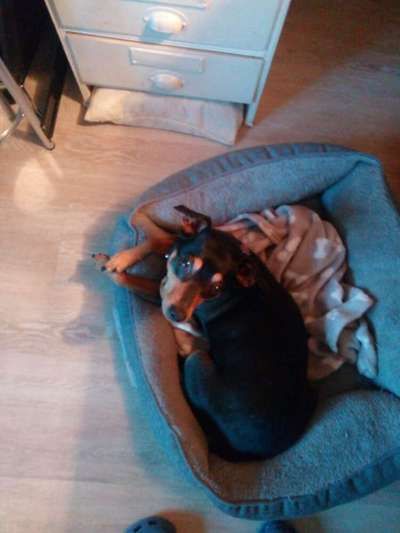 CHALLENGE NR. 19 - Der Hundeblick-Beitrag-Bild