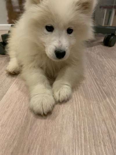 Welpen Bilder !-Beitrag-Bild