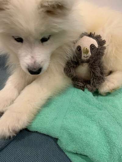 Der Lieblingsplüschi eures Vierbeiners-Beitrag-Bild