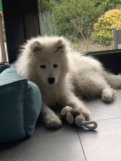 Seltene Rassen!-Beitrag-Bild