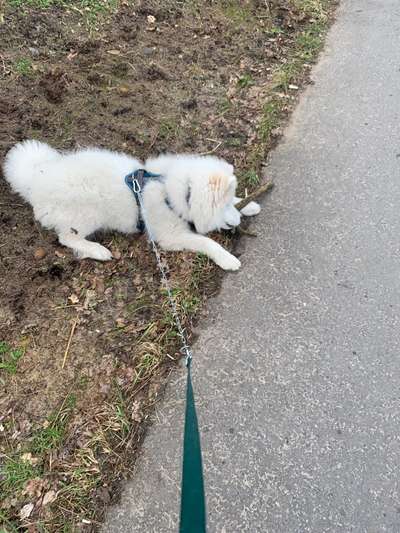 Dogorama Photo Challenge - Der Frühling kommt-Beitrag-Bild