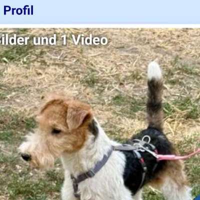 Tierschutzhunde suchen ein Zuhause-Beitrag-Bild