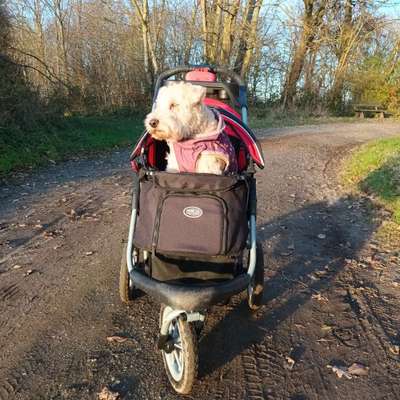 Beinbruch Post Op Zwergspitz-Beitrag-Bild