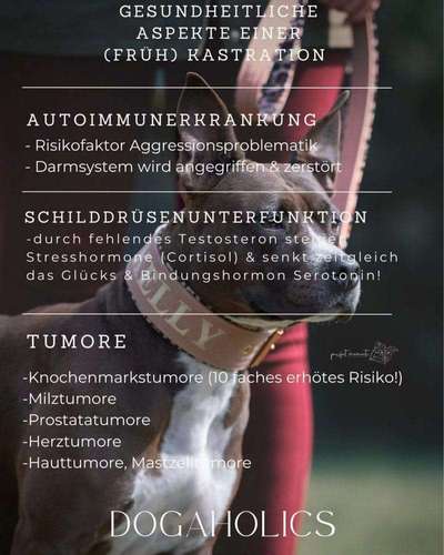 Kastration/Sterilisation Hündin-Beitrag-Bild