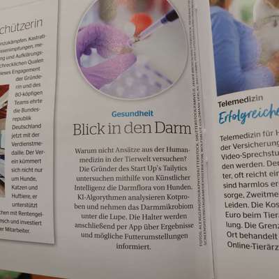 Hauptprobleme und entzündete Ohren-Beitrag-Bild