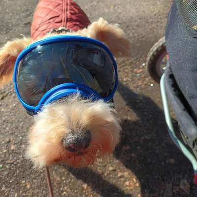 Lichtempfindlicher Hund bei Sonnenstrahlung in das Auge-Beitrag-Bild