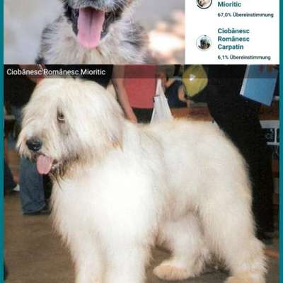 HSH - Rasse und zu erwartende Größe?-Beitrag-Bild