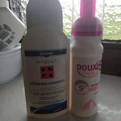 Flöhe auf natürliche Weise loswerden?-Beitrag-Bild