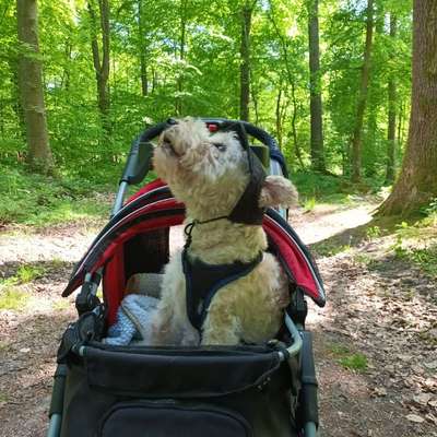 Lichtempfindlicher Hund bei Sonnenstrahlung in das Auge-Beitrag-Bild