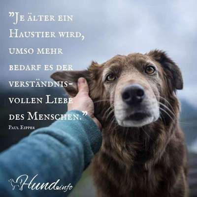 Alter Hund trödelt manchmal-Beitrag-Bild
