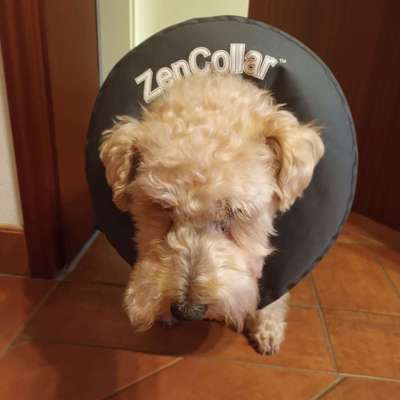 Beinbruch Post Op Zwergspitz-Beitrag-Bild