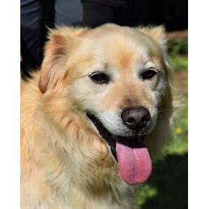 Tierschutzhunde suchen ein Zuhause-Beitrag-Bild