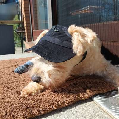Lichtempfindlicher Hund bei Sonnenstrahlung in das Auge-Beitrag-Bild