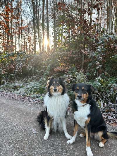 Hundetreffen-Spielen & Social Walk-Bild