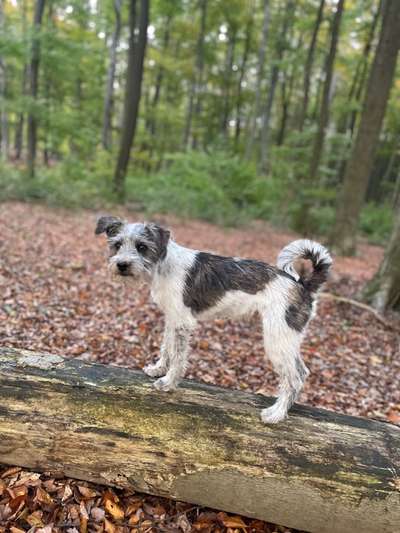 Hundetreffen-Spazieren gehen rund um Springe-Bild