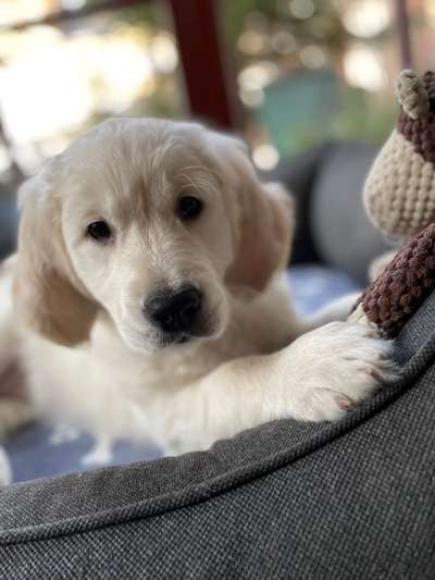 Wo sind die Golden Retriever Liebhaber?-Beitrag-Bild