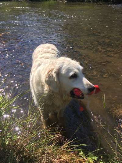 Wo sind die Golden Retriever Liebhaber?-Beitrag-Bild