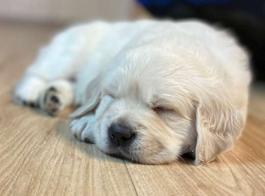 Wo sind die Golden Retriever Liebhaber?-Beitrag-Bild