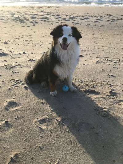 Aussies-Beitrag-Bild