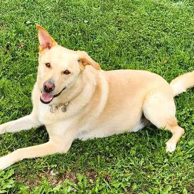 Hundetreffen-Bailey sucht Gassipartner-Bild