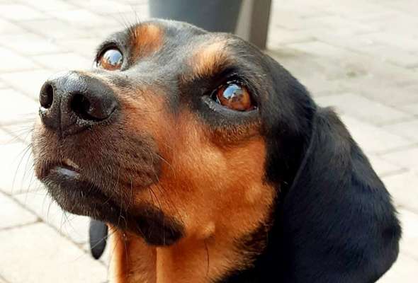 CHALLENGE NR. 19 - Der Hundeblick-Beitrag-Bild