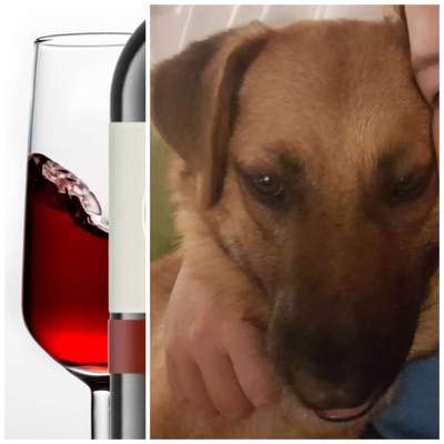 Wie heißt dein Hund?-Beitrag-Bild