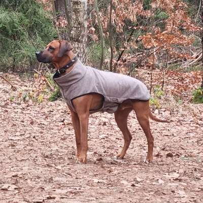 Hundetreffen-Mittagsrunde 14.00-15.00 im Grafenberger Wald-Profilbild