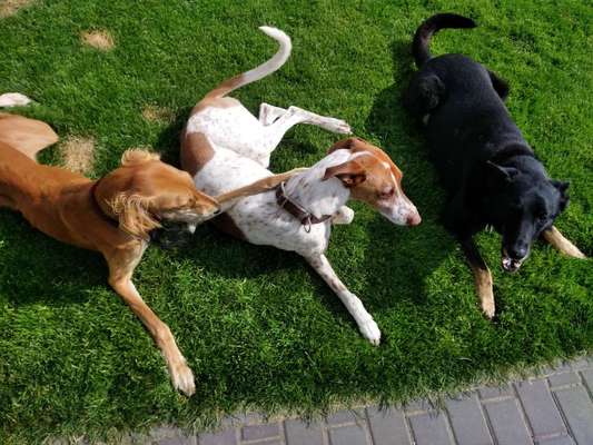 Windhunde - Treffen der besonderen Schönheiten
HERZLICH WILLKOMMEN-Beitrag-Bild