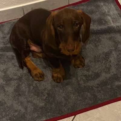 Hundetreffen-Spielfreund o. souveräner adulter Hund gesucht-Bild