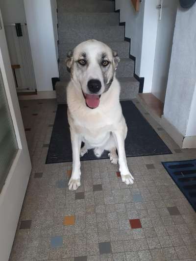 Tierschutzhunde suchen ein Zuhause-Beitrag-Bild