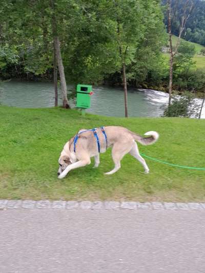 Tierschutzhunde suchen ein Zuhause-Beitrag-Bild